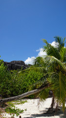 Fototapeta na wymiar tropical landscape