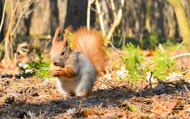 Squirrel