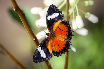 Butterfly with open wings