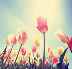 Poster de jardin Tulipe tulipes encadrées dans une image grand angle prise sous le ton des fleurs