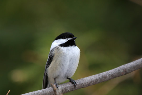 M&eacute;sange &agrave; t&ecirc;te noire