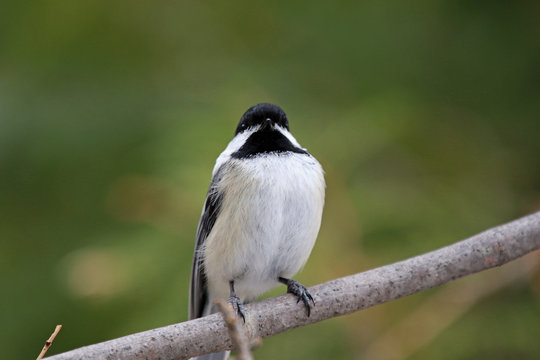M&eacute;sange &agrave; t&ecirc;te noire