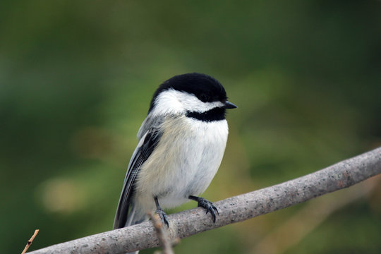 M&eacute;sange &agrave; t&ecirc;te noire