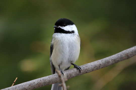 M&eacute;sange &agrave; t&ecirc;te noire