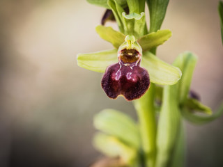 Spider Orchid