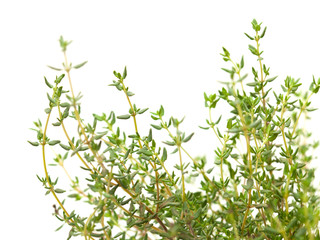 Thyme
