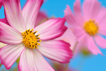 Fototapeta premium コスモス