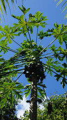 Fototapeta premium tropical landscape