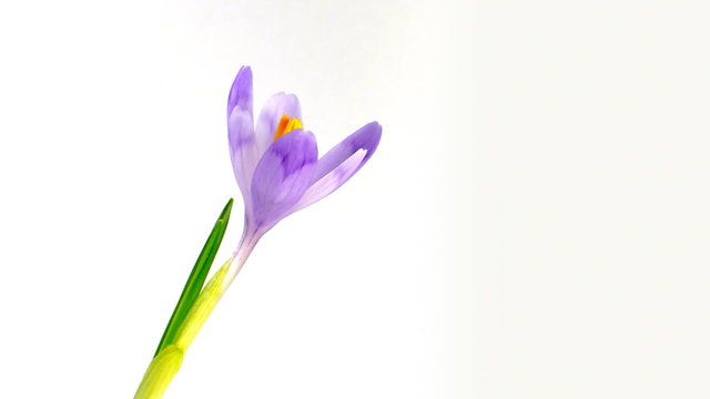 Timelapse blooming crocus on white background.