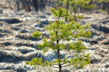 Young sapling pine tree.