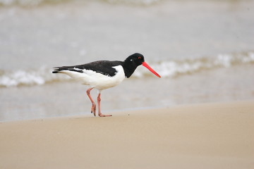 Eurasian Oystercatcher (Haematopus ostralegus) in Japan