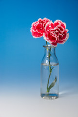 カーネーション