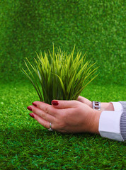 Close-up of woman hands holding plant
