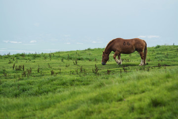 Obraz na płótnie Canvas 馬の放牧