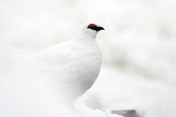 Rock Ptarmigan (Lagopus muta) winter plumage in Japan