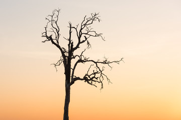 sunrise with die tree