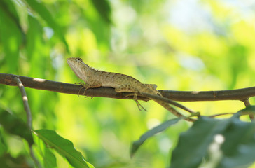 Thai chameleon climbing on a tree