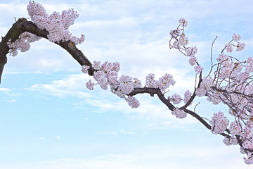 Fototapety  Kwitnąca gałąź wiśni na tle błękitnego nieba z chmurami