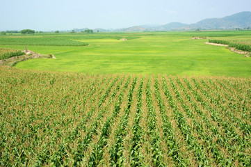 Fototapeta na wymiar maize field intercrop paddy