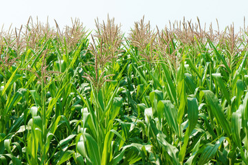 Fototapeta premium maize field intercrop paddy