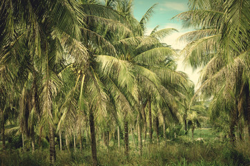 Naklejka premium Vintage palm trees