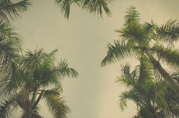 Fototapeta na wymiar Vintage palm trees