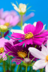 Fototapeta premium コスモス