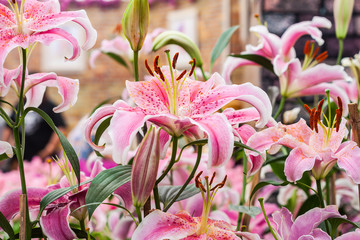 Group of pink lilies in the garden