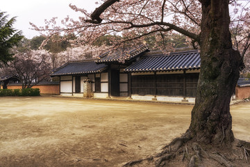 Fototapeta na wymiar Traditional korean house in spring