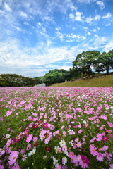 コスモス畑＠佐世保市展海峰