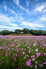 コスモス畑＠佐世保市展海峰