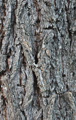 Naklejka premium wood texture