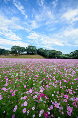 コスモス畑＠佐世保市展海峰