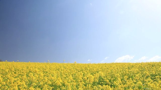 菜の花畑
