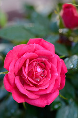 薔薇