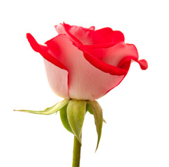 two-toned roses isolated