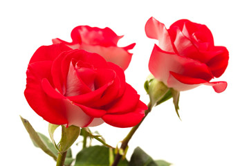 two-toned roses isolated