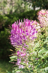 Beautiful blossom Cleome flower.