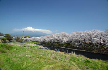 龍巌淵の桜と富士山