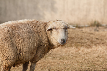 羊のポートレート