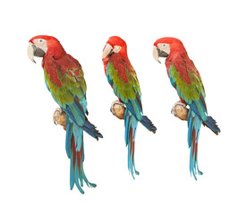 Fototapeta na wymiar Colorful macaw.