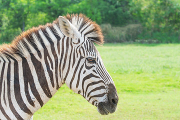 Fototapeta na wymiar Head shot of Zeabra with best stripes on its face