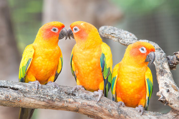 Lovely Sun Conure Parrot on the perch