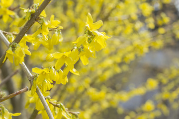 Closeup Forsythia Flowers