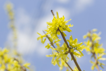 Closeup Forsythia Flowers