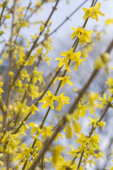 Closeup Forsythia Flowers
