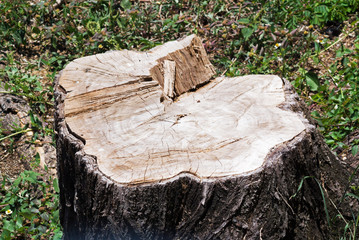 Stump trees in water