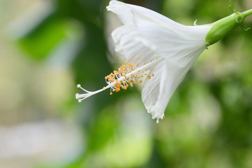 Cardwell Lily flower