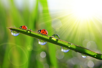 Fresh green grass with morning dew and ladybirds