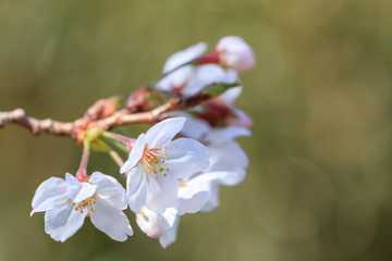 桜